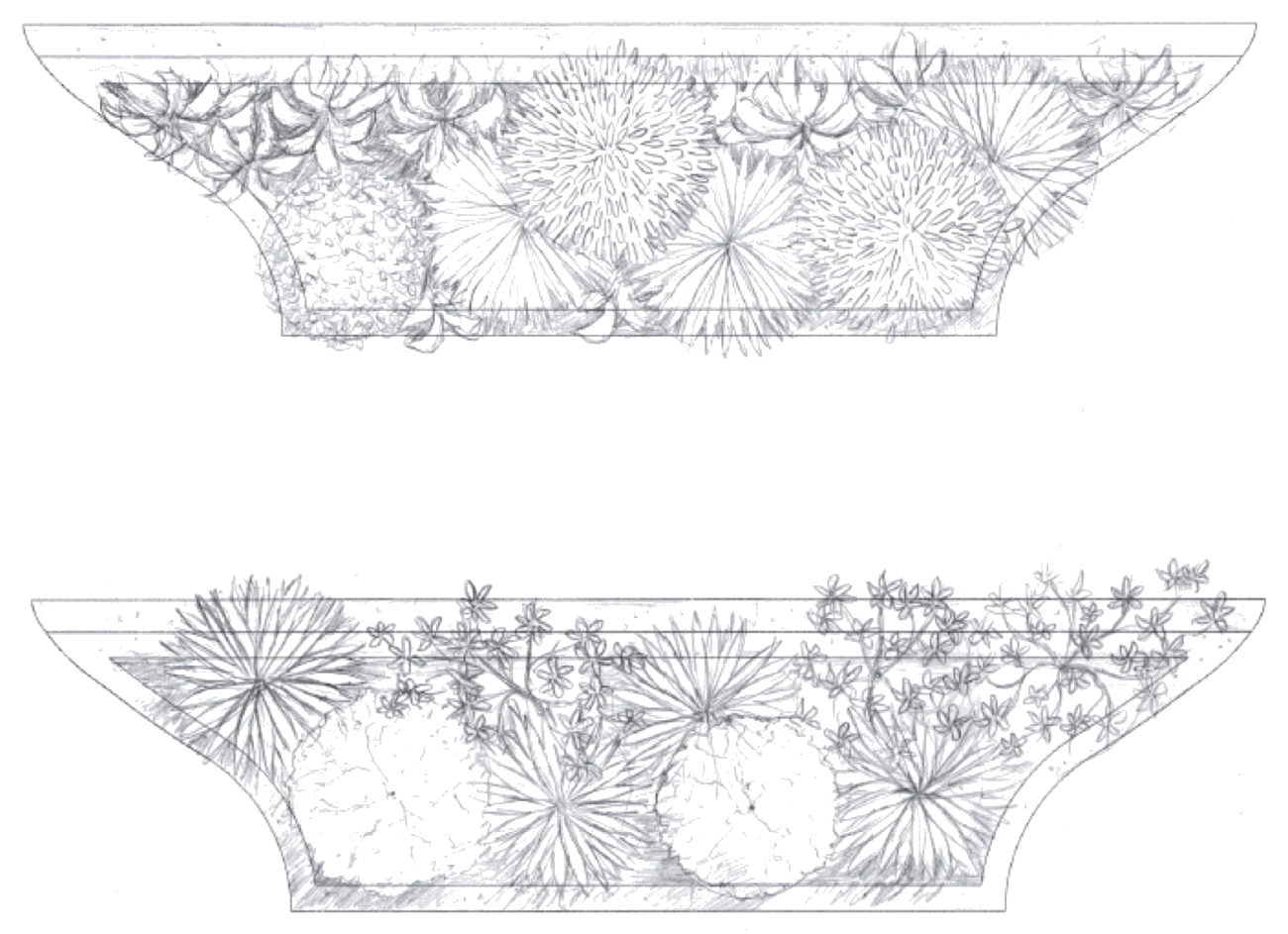 Pencil sketch of two planters filled with native plants